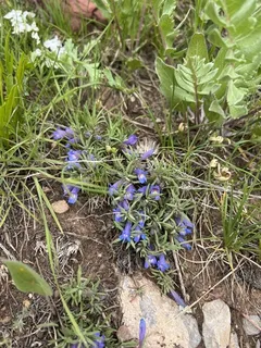 Mat penstemon (Penstemon caespitosus) — foliage