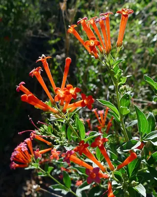 Firecracker Penstemon (Penstemon eatonii) — mature form