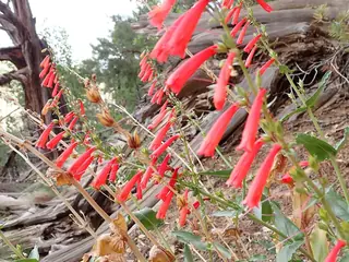 Firecracker Penstemon (Penstemon eatonii) — foliage