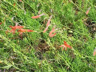 Pineleaf Penstemon