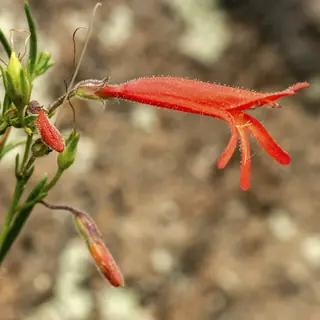 Pineleaf Penstemon (Penstemon pinifolius) — mature form