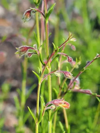 Pineleaf Penstemon (Penstemon pinifolius) — foliage