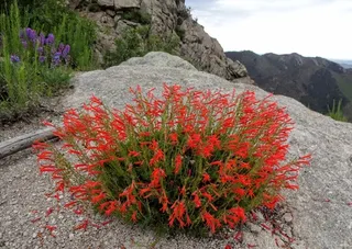 Pineleaf Penstemon (Penstemon pinifolius) — bloom