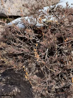 Pineleaf Penstemon (Penstemon pinifolius) — fall color