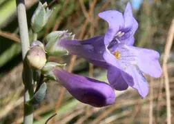 Side-bells Penstemon