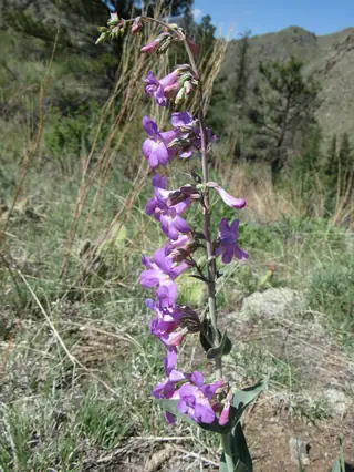 Side-bells Penstemon (Penstemon secundiflorus), bloom