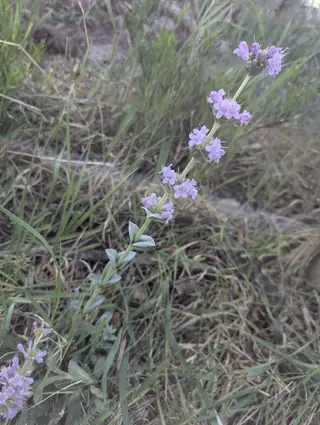 Side-bells Penstemon (Penstemon secundiflorus), habit