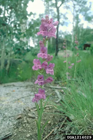 Side-bells Penstemon (Penstemon secundiflorus) — mature form