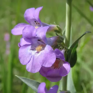 Side-bells Penstemon (Penstemon secundiflorus) — foliage