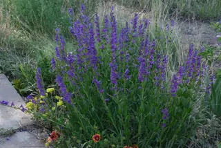 Rocky Mountain Penstemon