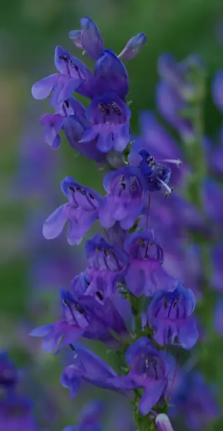Rocky Mountain Penstemon (Penstemon strictus) — mature form