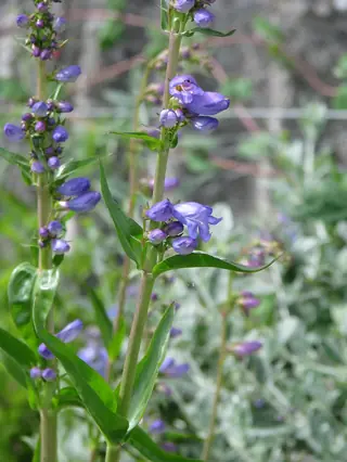 Rocky Mountain Penstemon (Penstemon strictus) — foliage