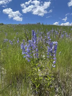 Rocky Mountain Penstemon (Penstemon strictus) — bloom