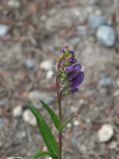 Rocky Mountain Penstemon (Penstemon strictus) — fall color