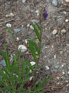 Rocky Mountain Penstemon (Penstemon strictus) — habit