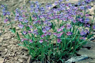 Blue Mist Penstemon