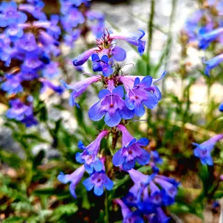 Blue Mist Penstemon (Penstemon virens) — mature form