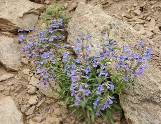 Blue Mist Penstemon (Penstemon virens) — foliage