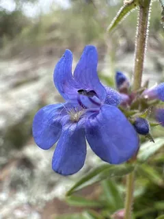 Blue Mist Penstemon (Penstemon virens) — bloom