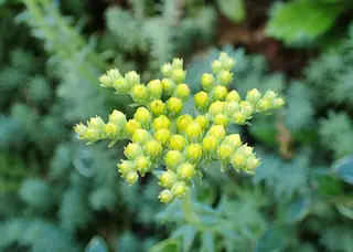 WINTER FIRE® sedum