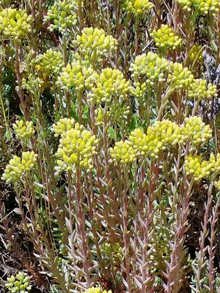 WINTER FIRE® sedum (Petrosedum rupestre 'Rice Creek') — foliage