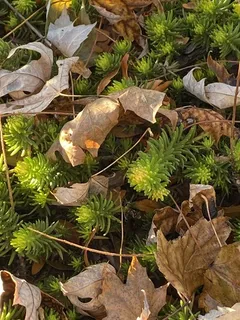 WINTER FIRE® sedum (Petrosedum rupestre 'Rice Creek') — bloom