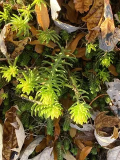 WINTER FIRE® sedum (Petrosedum rupestre 'Rice Creek') — fall color