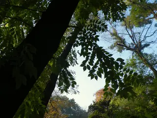 Amur corktree (Phellodendron amurense), bloom