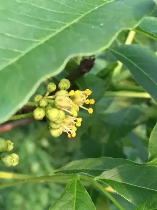 Corktree — Amur corktree (Phellodendron amurense) — mature form