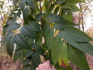 Corktree — Amur corktree (Phellodendron amurense) — foliage