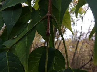 Corktree — Amur corktree (Phellodendron amurense) — bloom
