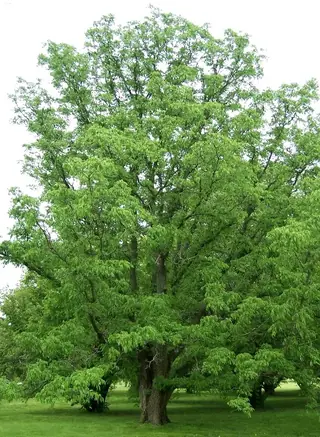 Corktree — Amur corktree
