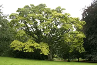 Amur corktree (Phellodendron amurense), mature form