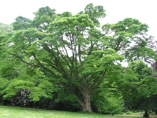 Amur corktree (Phellodendron amurense), foliage