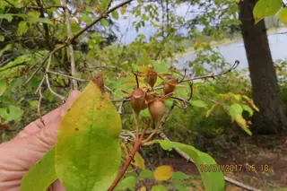 Lewis's mock orange