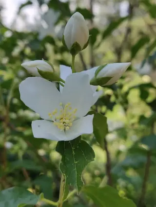 Lewis's mock orange (Philadelphus lewisii) — mature form