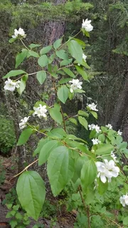 Lewis's mock orange (Philadelphus lewisii) — foliage