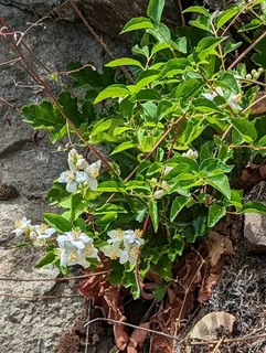 Lewis's mock orange (Philadelphus lewisii) — bloom