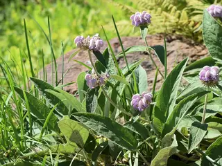 Cashmere Sage