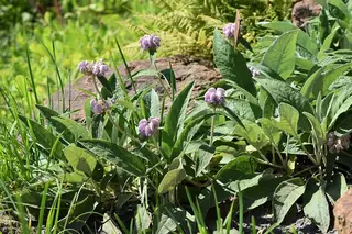 Cashmere Sage (Phlomis cashmeriana) — mature form