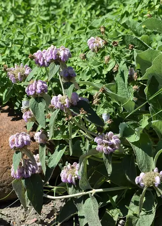 Cashmere Sage (Phlomis cashmeriana) — foliage