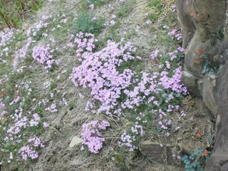 Creeping phlox / moss phlox
