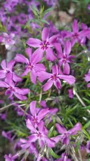 Creeping phlox / moss phlox (Phlox subulata) — mature form