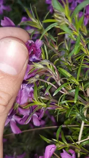 Creeping phlox / moss phlox (Phlox subulata) — foliage