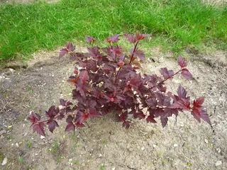 Common ninebark (Physocarpus opulifolius), foliage