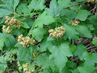 Common ninebark (Physocarpus opulifolius) — mature form