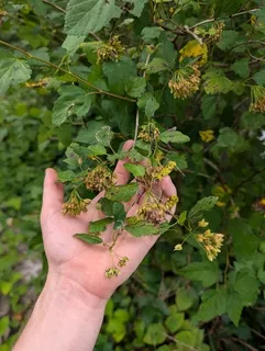 Common ninebark (Physocarpus opulifolius) — foliage