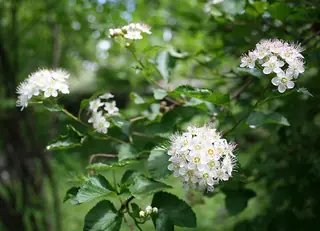 Common ninebark (Physocarpus opulifolius), habit