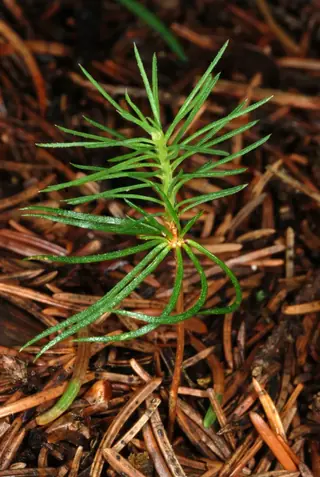 Spruce — Norway – 'Cupressina'