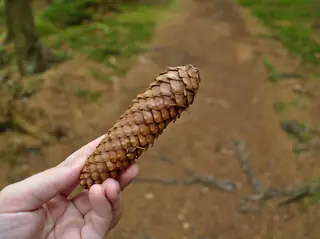 Spruce — Norway – 'Cupressina' (Picea abies) — mature form